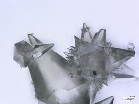 Die Kristalle der Aeroplysinin-Substanz mit starker antiviraler Wirkung.  