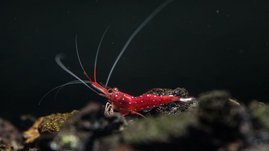 Caridina dennerli 