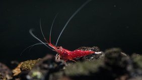 Caridina dennerli 