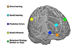 Direktes Lernen und soziales Lernen passiert in getrennten, aber interagierenden Hirnregionen.