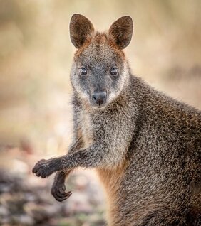 Sumpfwallaby  