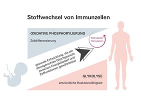 Grafik Neugeborene nutzen einen anderen Stoffwechselmechanismus als Erwachsene, um ihr Immunsystem zu entwickeln.