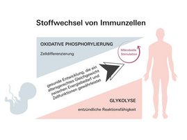 Grafik Neugeborene nutzen einen anderen Stoffwechselmechanismus als Erwachsene, um ihr Immunsystem zu entwickeln.