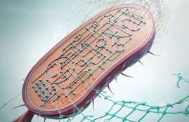 Eine gentechnisch veränderte Pseudomonas putida, die Nylon abbauen und in wertvolle Stoffe umwandeln kann.