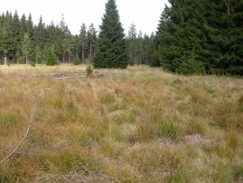 Foto eines Torfmoors in Deutschland