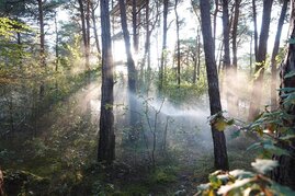 Waldforschungsfläche Pfynwald im Wallis