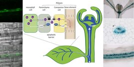 Schema der Saccharosesynthese und des Saccharosetransports im Blatt und Lokalisierung des T6P-synthetisierenden Proteins TPS1 im Spross- und Wurzelgefäßsystem sowie in der Sprossspitze