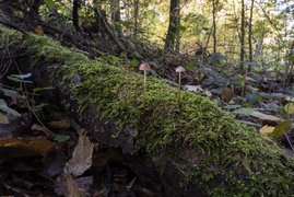 Pilze auf einem Baumstamm