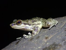 Odontobatrachidae wurden erst 2014 als eigenständige Familie beschrieben