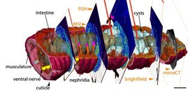 Der 3D-CHEMHIST-Atlas oder das hintere Ende des Regenwurms