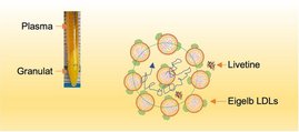 Schematische Darstellung von LDL-Nanopartikeln (Fettträger) im Eigelbplasma. Umgeben von benachbarten Partikeln und Livetinen (Eigelbplasma-Proteinen) können LDLs vorübergehend in nanoskaligen „Käfigen” gefangen werden. Schematische Darstellung von LDL-Nanopartikeln (Fettträger) im Eigelbplasma. Umgeben von benachbarten Partikeln und Livetinen (Eigelbplasma-Proteinen) können LDLs vorübergehend in nanoskaligen „Käfigen” gefangen werden.
