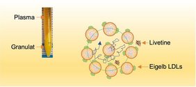 Schematische Darstellung von LDL-Nanopartikeln (Fettträger) im Eigelbplasma. Umgeben von benachbarten Partikeln und Livetinen (Eigelbplasma-Proteinen) können LDLs vorübergehend in nanoskaligen „Käfigen” gefangen werden. Schematische Darstellung von LDL-Nanopartikeln (Fettträger) im Eigelbplasma. Umgeben von benachbarten Partikeln und Livetinen (Eigelbplasma-Proteinen) können LDLs vorübergehend in nanoskaligen „Käfigen” gefangen werden.