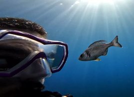 Taucher und Fisch
