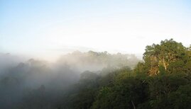 Neblige Amazonastäler bieten Schutz vor Klimawandel