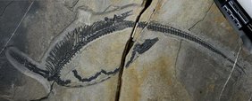 Fossil des 245 Millionen Jahre alten Meeresreptils Austronaga minuta. Fossil des 245 Millionen Jahre alten Meeresreptils Austronaga minuta.