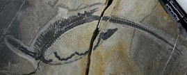 Fossil des 245 Millionen Jahre alten Meeresreptils Austronaga minuta. Fossil des 245 Millionen Jahre alten Meeresreptils Austronaga minuta.