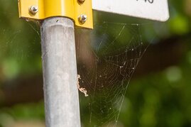 In Spinnennetzen in Städten sammelt sich auch Mikroplastik
