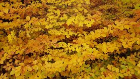 Im Herbst verfärbt sich das Laub. Das könnte in einem wärmeren Klima künftig früher der Fall sein – und nicht später, wie gemeinhin erwartet.