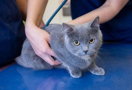 Katzen und Menschen haben bei Krebs viele Gemeinsamkeiten. Katze