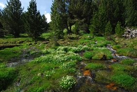 Löffelkräuter in den spanischen Pyrenäen auf etwa 2.000 Metern Höhe. 