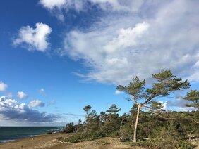 Kiefernwälder am Ostseestrand - Foto: Karolina Janecka