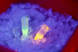 Proben des gereinigten Proteins, bei der grünen Probe hat der Farbwechsel noch nicht stattgefunden, bei der rötlichen Probe ist er gut sichtbar.