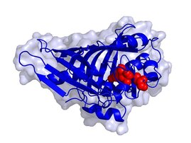 Räumliche Struktur des Enzyms AmbDH3.  