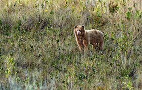 Der "goldene" Brillenbär