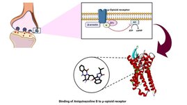 Bindung von Aniquinazolin B an einen Opioidrezeptor
