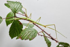 Ein erwachsenes Weibchen der Art Bacillus rossius auf ihrer bevorzugten Futterquelle, der Brombeere 