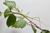 Ein erwachsenes Weibchen der Art Bacillus rossius auf ihrer bevorzugten Futterquelle, der Brombeere 