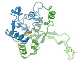 3D-Modell der Interaktion zwischen dem Enzym IspD aus Pseudomonas aeruginosa und einem der entwickelten Inhibitoren.  