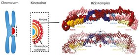 3D-Struktur des RZZ-Komplexes 