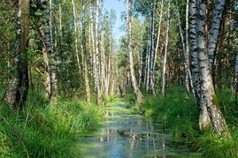 Moor-Birke ist Baum des Jahres 2023