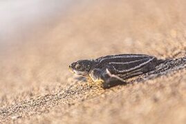 Eine frisch geschlüpfte Lederschildkröte 
