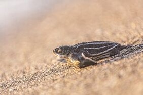 Eine frisch geschlüpfte Lederschildkröte 