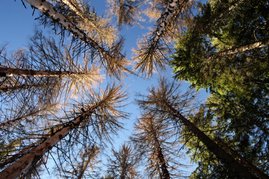 Bäume mit sichtbaren Borkenkäferschäden. 