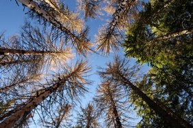 Bäume mit sichtbaren Borkenkäferschäden. 