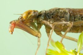  Der Fangapparat der Libelle besteht aus einem dualen Katapultsystem