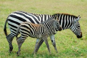 Zebras Zebras