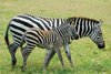 Zebras