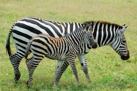 Zebras