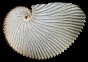 Molluske des Jahres 2021: Der Große Argonaut (Argonauta argo).  