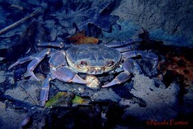 Nur noch 30 Prozent der Makroinvertebraten können aktuell als heimisch bezeichnet werden. Die Süßwasserkrabbe Potamon fluviatile gehört dazu. 