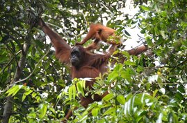 Abhängigkeit heutiger Orang-Utans von intakten Regenwäldern