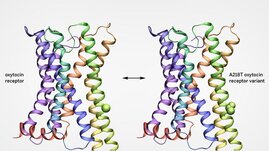 Struktur des Oxytocinrezeptors