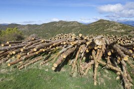 Holzstapel im wald