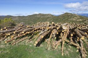 Holzstapel im wald