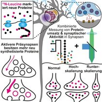 Wie Synapsen ihre Aktivität trotz Alterung erhalten