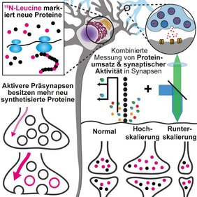 Wie Synapsen ihre Aktivität trotz Alterung erhalten